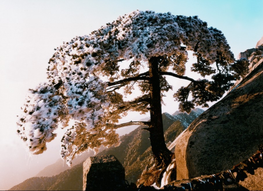 玉树琼花